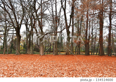 秋ヶ瀬公園の落ち葉_03 秋ヶ瀬公園の落ち葉_03 134514600