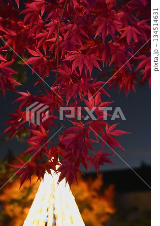ライトアップされた紅葉 ライトアップされた紅葉 134514631