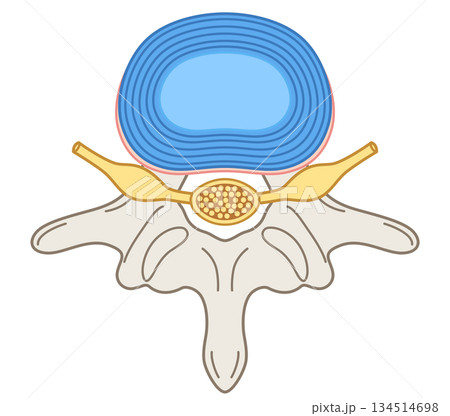 椎間板の構造 腰椎椎間板ヘルニア 椎間板の構造 腰椎椎間板ヘルニア 134514698