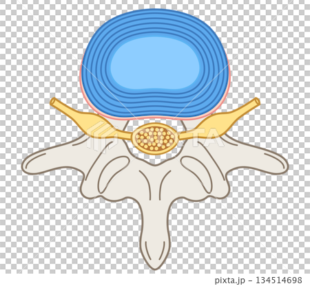 椎間板の構造 腰椎椎間板ヘルニア 椎間板の構造 腰椎椎間板ヘルニア 134514698