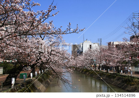 満開に咲く新潟県長岡市福島江沿いの桜 満開に咲く新潟県長岡市福島江沿いの桜 134514896