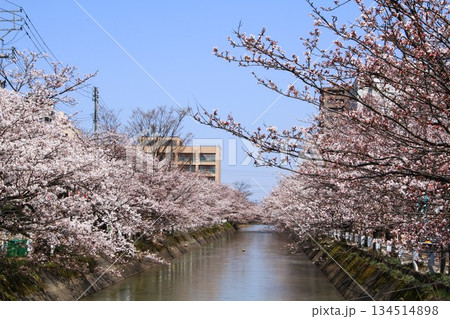 満開に咲く新潟県長岡市福島江沿いの桜 134514898