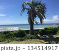 海辺で風に揺れている植物 134514917