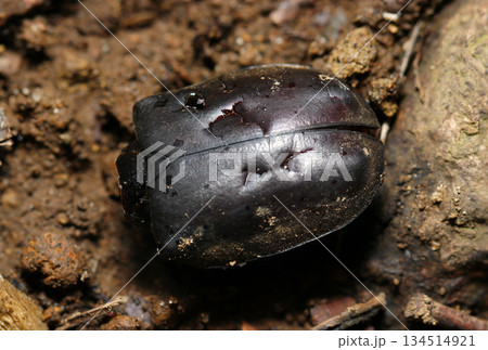 突っつかれたような傷だらけの死んだカブトムシの上翅甲羅部分(アウトドアフィールド昆虫マクロ撮影) 突っつかれたような傷だらけの死んだカブトムシの上翅甲羅部分(アウトドアフィールド昆虫マクロ撮影) 134514921