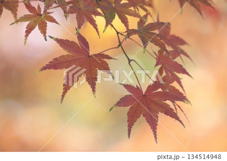 紅葉したカエデのアップ 紅葉したカエデのアップ 134514948