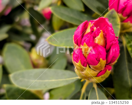 シャクナゲの蕾～春の日～ 134515250