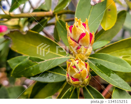 シャクナゲの蕾～春の日～ 134515251