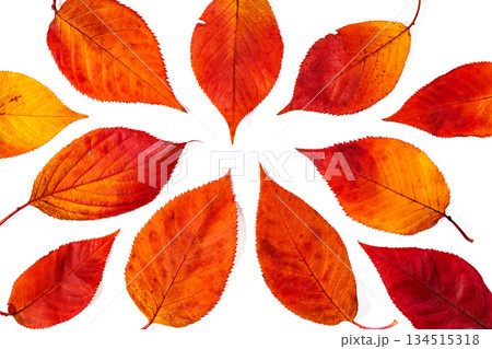 美しく紅葉したサクラの葉 美しく紅葉したサクラの葉 134515318