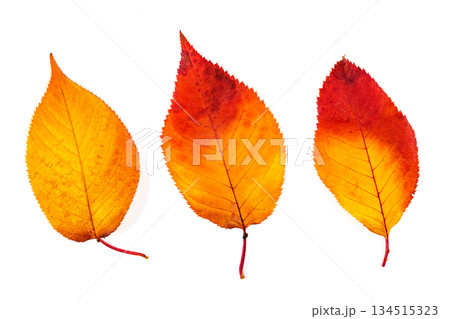 美しく紅葉したサクラの葉 美しく紅葉したサクラの葉 134515323