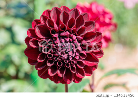 秋のガーデンで咲く美しい赤いダリアの花のクローズアップ 134515450