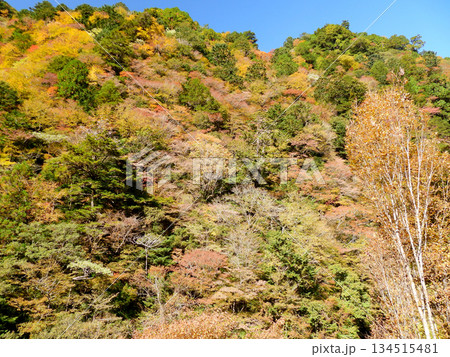 紅葉した渓谷の山 134515481