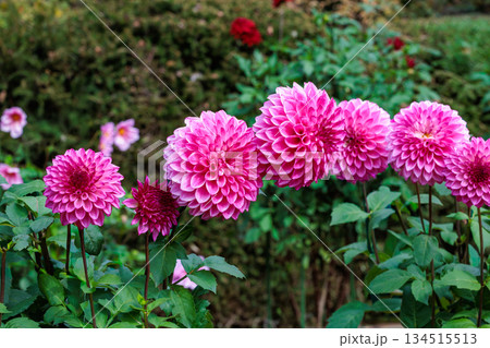 ガーデンで美しく咲くピンクのダリアの花 134515513