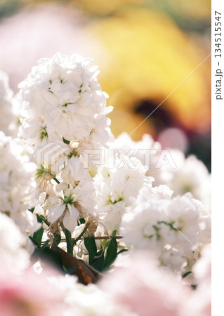 春の光を浴びた純白の花の群れ 優しいボケ 春の光を浴びた純白の花の群れ 優しいボケ 134515547