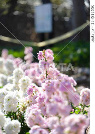 逆光で輝くピンクと白のストック群と幻想的なボケ 134515550