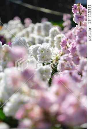 幻想的なボケと陽光に包まれたストックの花畑 幻想的なボケと陽光に包まれたストックの花畑 134515551