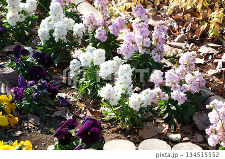 白とピンクのストックと紫のパンジーが咲く花壇 白とピンクのストックと紫のパンジーが咲く花壇 134515552