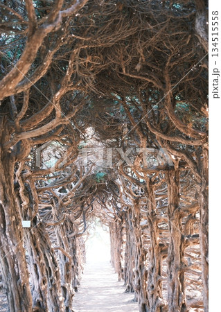 捻じれた樹木が作る神秘的なトンネルと希望の光 134515558