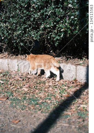 太陽の光を浴びて歩く野良猫と枯れ葉 太陽の光を浴びて歩く野良猫と枯れ葉 134515563
