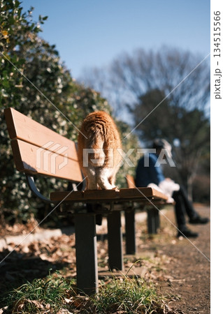 晴天の公園のベンチで佇む茶トラ猫 134515566