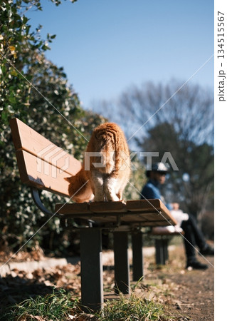 逆光に輝く公園のベンチの茶トラ猫 134515567
