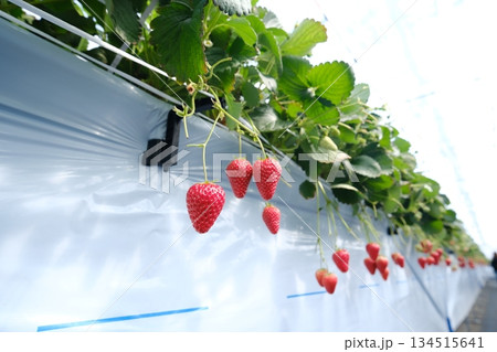 下から見上げた高設栽培の真っ赤なイチゴ 134515641