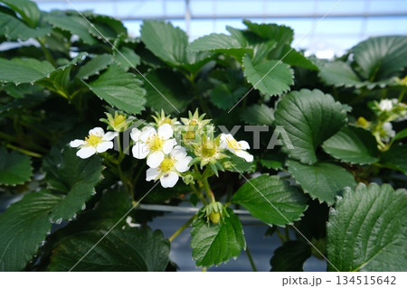 ハウス栽培のイチゴ、純白の花と瑞々しい緑の葉 134515642