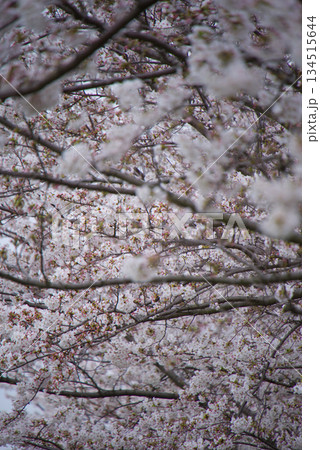 春爛漫 幾重にも重なる満開の桜 134515644