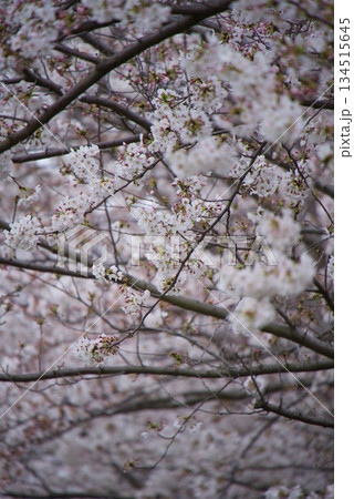 密集した桜の枝と咲き誇る淡い花 密集した桜の枝と咲き誇る淡い花 134515645