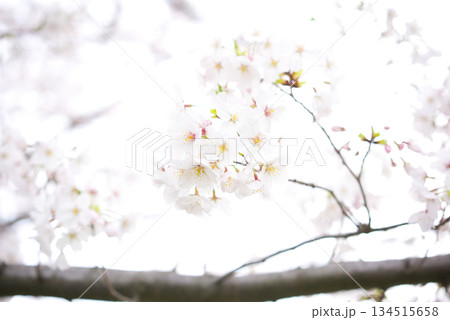 ハイキーで幻想的な桜の花のクローズアップ 134515658