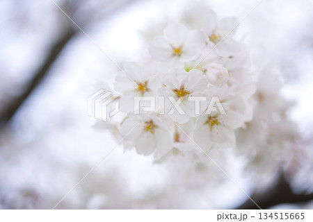 可憐に咲き誇る桜の花束 柔らかな光に包まれて 134515665
