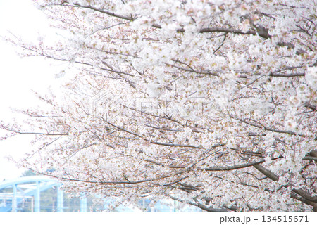 満開の桜並木とふんわりとした春の背景 134515671