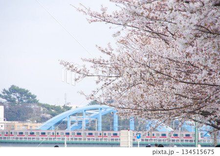 満開の桜と青いアーチ橋を渡る電車 134515675