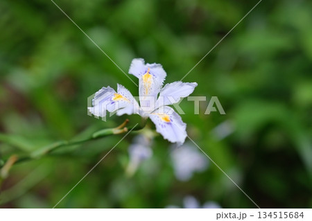 清楚な薄紫のシャガの花、鮮やかな緑の背景に咲く 134515684
