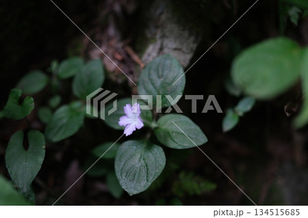 暗闇に浮かぶ小さな薄紫色の花 134515685