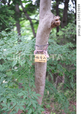 新緑の森の登山道にある「稲荷山 400m」の案内標識 134515694