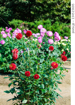 ガーデンで咲く美しい赤いダリアの花 134515695