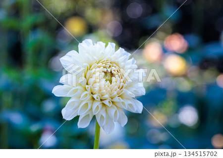 秋のガーデンで美しく咲く繊細な白いダリアの花 134515702