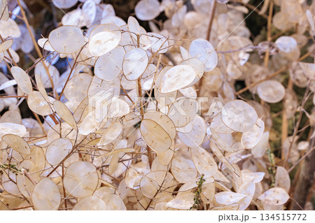 清楚で素敵なドライフラワーの飾りもの 清楚で素敵なドライフラワーの飾りもの 134515772