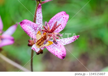 秋のガーデンに咲く美しいタイワンホトトギスの花のクローズアップ 134515807