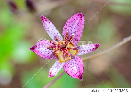 秋のガーデンに咲く美しいタイワンホトトギスの花のクローズアップ 134515808