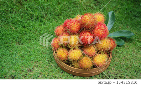 Piles of sweet rambutan on the grass and rambutan leaves. Harvesting at Tropical Organic Garden Piles of sweet rambutan on the grass and rambutan leaves. Harvesting at Tropical Organic Garden 134515810