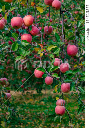 果樹園で見事に実った美味しいフジリンゴ 134515875