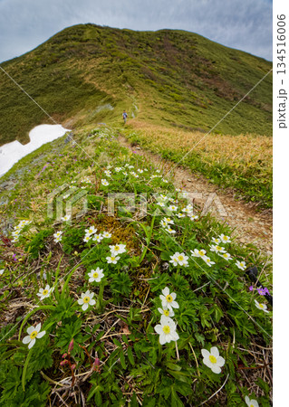 ハクサンイチゲ咲く蓬峠への縦走路から見る谷川連峰・茂倉岳 134516006