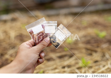 野菜の種が入った小袋を持つ手 家庭菜園の作付け計画と品種選び 134516022