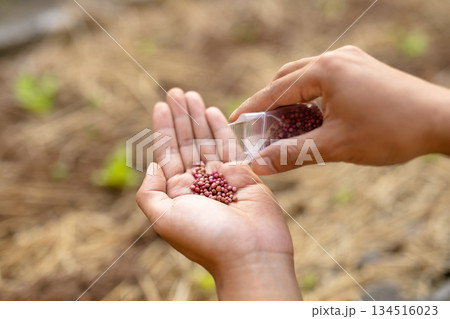 手のひらに出した野菜の種子と播種準備 食料自給と未来への投資イメージ 134516023
