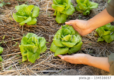 土からレタスを収穫する瞬間の農家の手 新鮮な朝採れ野菜 土からレタスを収穫する瞬間の農家の手 新鮮な朝採れ野菜 134516037