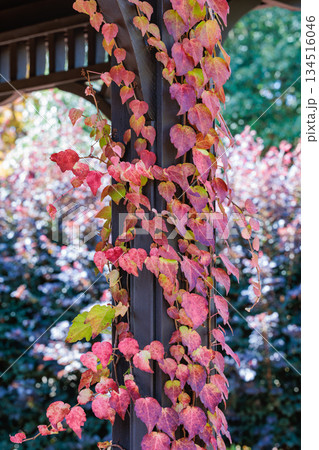 秋の公園の柱で美しく紅葉するツタの葉 134516046