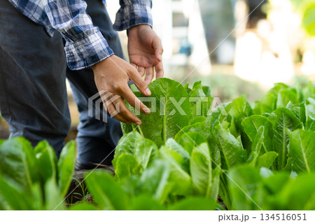 収穫時期を迎えたバターヘッドレタスの健康状態を確認する農家の手 収穫時期を迎えたバターヘッドレタスの健康状態を確認する農家の手 134516051