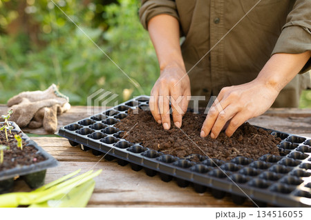 育苗ポットに土を均等にならす指先 野菜の種まき作業と園芸の準備 134516055