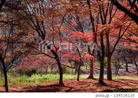 真っ赤に色づいた美しいイロハモミジの紅葉 134516110